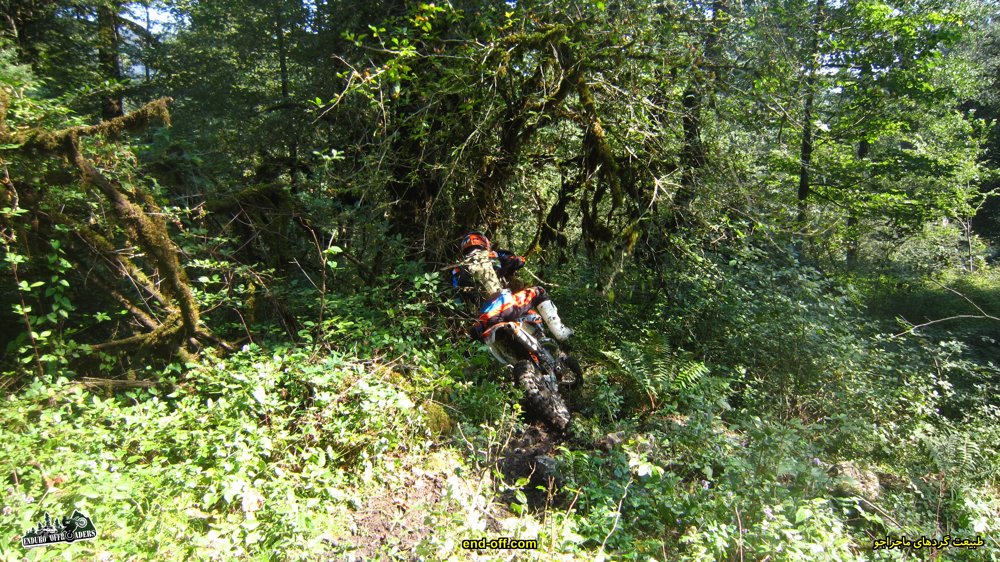 جنگلهای دیوا - تابستان 1399 - 2020