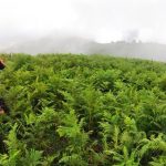 ارتفاعات اسپیلی و دیبمان